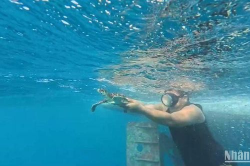 Thả cá thể rùa biển quý hiếm về biển