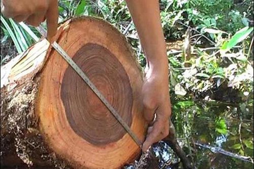 Loại gỗ quý cả thế giới săn lùng, Việt Nam chỉ còn 162 cây
