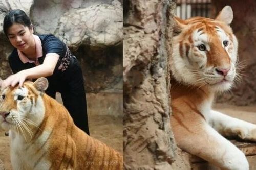 Chú hổ bộ lông đột biến màu vàng hút khách, trở thành hiện tượng trên mạng xã hội