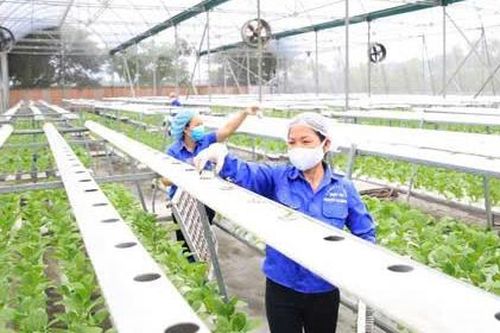 Hà Nội bảo đảm nguồn cung nông sản dịp Tết