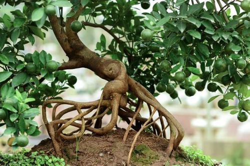 Những cây quất mộc căn sở hữu bộ rễ 'khủng' có giá hàng chục triệu đồng