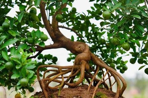 Quất mộc căn 'thoát lũ' lên chậu sẵn sàng phục vụ khách dịp Tết Nguyên đán