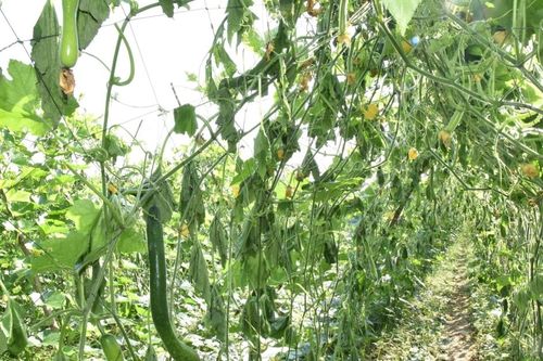 Xử lý nghiêm hành vi phá hoại hoa màu, vật nuôi của người dân ở Nghệ An