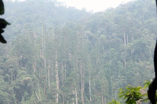 Nghệ An triển khai Quy hoạch lâm nghiệp quốc gia thời kỳ 2021-2030