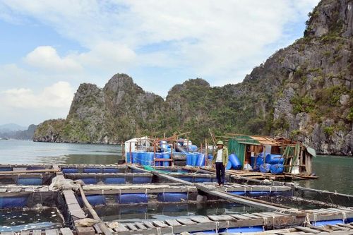 Quảng Ninh: Tốc độ sản xuất nuôi trồng thủy sản đang phục hồi rất khả quan