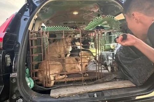 Tóm gọn 'cẩu tặc' chuyên dùng ô tô đi trộm chó