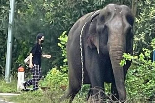 Voi sổng chuồng đi lang thang trên đường, người dân bất an