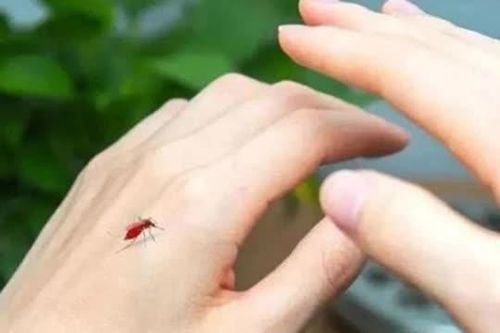 Muỗi sợ nhất cái này, chỉ cần bạn đặt một cái ở nhà, thì dù không đốt nhang muỗi cũng không thấy một con muỗi nào