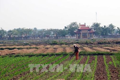 Phát triển sản xuất cây hàng hóa vụ Đông