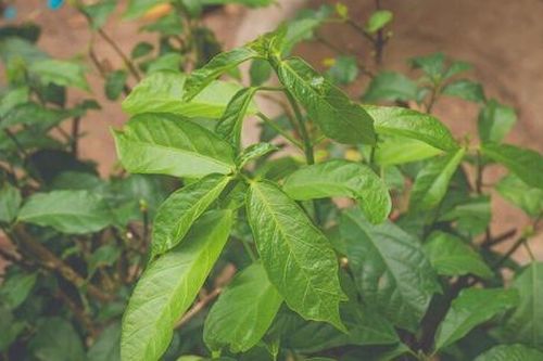Loại rau xưa làm hàng rào chẳng ai biết, nay thành đặc sản được dân sành ăn ưa chuộng, 110.000 đồng/kg