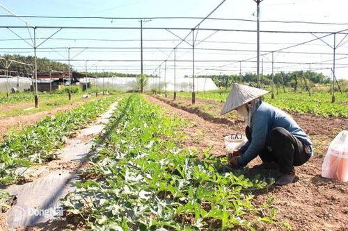Cần bảo vệ sức khỏe của đất