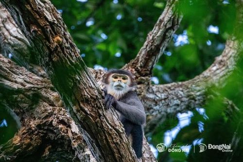 Ngắm động vật hoang dã trong Khu Bảo tồn thiên nhiên văn hóa Đồng Nai