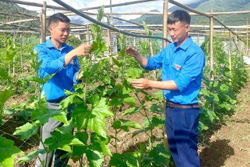 Phát huy sức trẻ, tinh thần xung kích, tình nguyện vì cộng đồng