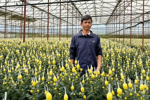 Trồng bông cúc bằng điện mặt trời