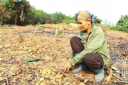Đồng Hỷ: Trồng rừng vượt trên 36% kế hoạch năm