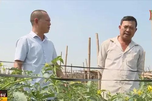 Nông dân muốn liên kết ổn định đầu ra trong sản xuất