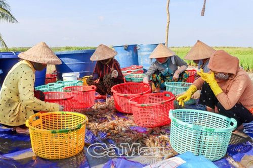 Tôm càng xanh được giá, nông dân phấn khởi