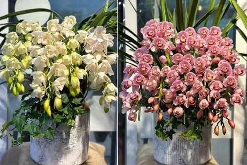 Cách trồng địa lan ra nhiều hoa, bông to rực rỡ