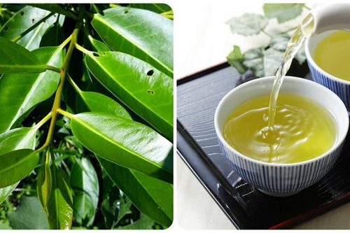 Nên uống nước vối vào lúc nào để tốt cho sức khỏe?