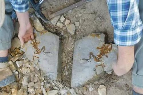 Phát hiện hóa thạch nòng nọc khủng long lâu đời nhất thế giới