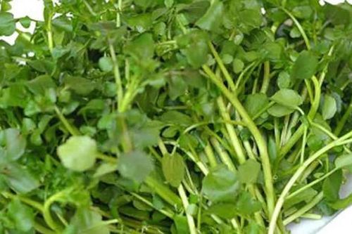 5 lợi ích sức khỏe bất ngờ của rau cải xoong