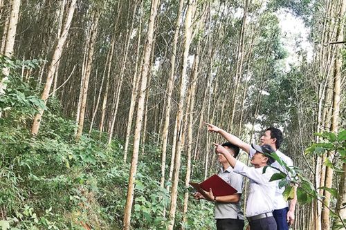 Chứng chỉ bền vững: Ngành gỗ cần chú trọng đầu tư