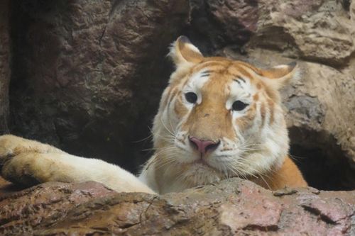 Hổ Nong Ava nằm chơi cũng kiếm bộn tiền cho Chiang Mai