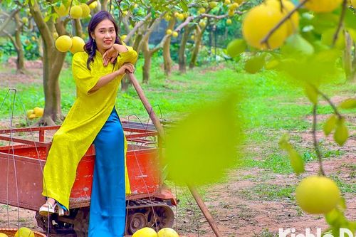 Du khách tấp nập tới check-in tại vườn bưởi Diễn chín vàng sai trĩu quả