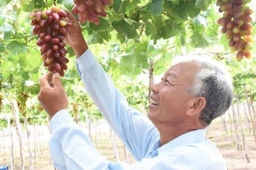 Ninh Thuận: Thêm hai giống nho ăn tươi được cấp bằng bảo hộ giống cây trồng mới