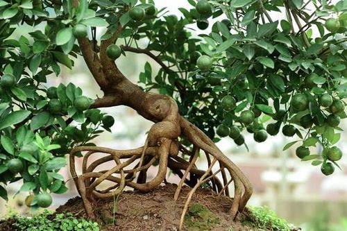 Quất mộc căn giá chục triệu 'ngóng' đại gia chơi Tết 2025