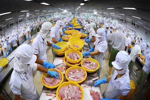 Xuất khẩu cá tra có thể đạt 2 tỷ USD năm 2024