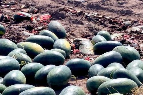 Xót cảnh dưa hấu cho bò ăn, vứt bỏ la liệt