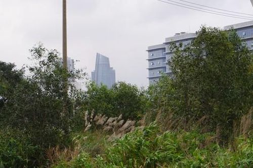 Cây cối mọc thành rừng tại đại dự án Khu đô thị quốc tế Đa Phước liên quan Vũ 'nhôm'