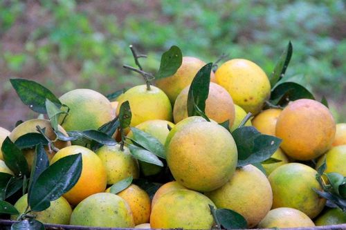 Sản lượng cam Vinh năm nay ước khoảng 37.000 tấn quả