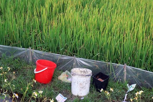 Cần sự vào cuộc đồng bộ trong thu gom, xử lý rác thải bảo vệ thực vật
