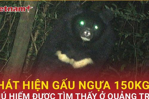 Bản tin 60s: Gấu ngựa 150kg có nguy cơ tuyệt chủng được phát hiện ở Quảng Trị