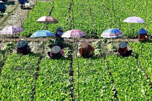 Vùng ngọt hóa Gò Công bội thu rau màu Thu Đông