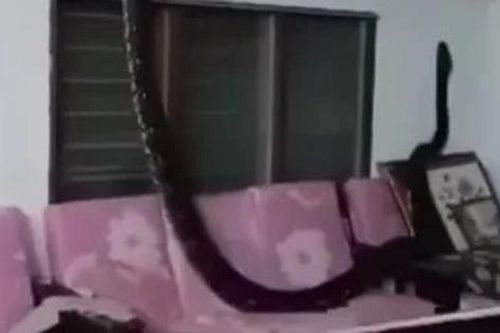 Nghe tiếng động, cả nhà sốc nặng khi thấy cảnh đáng sợ trên ghế sofa