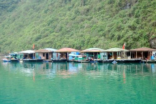 Quảng Ninh: Dự kiến thành lập khu nuôi trồng thủy sản tại vùng đệm vịnh Hạ Long
