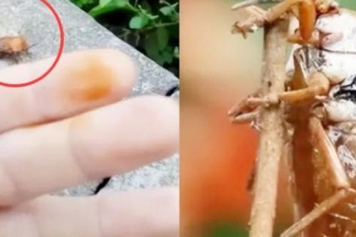 Loài vật bé tí hôi rình, bán giá 400.000 đồng vẫn đắt hàng