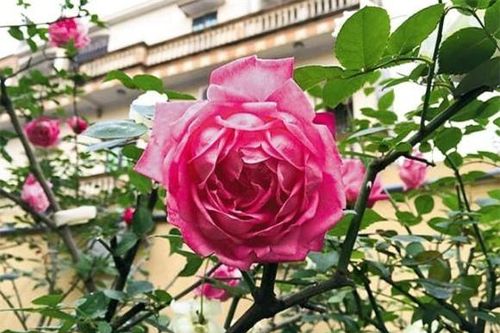 Muốn hoa hồng nở rực rỡ vào Tết? Khám phá bí quyết chăm sóc chuẩn chỉnh!