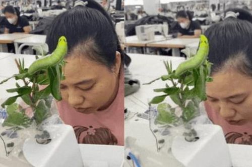 Đưa 'thú cưng' đến chỗ làm, cô gái khiến đồng nghiệp khóc thét bỏ chạy