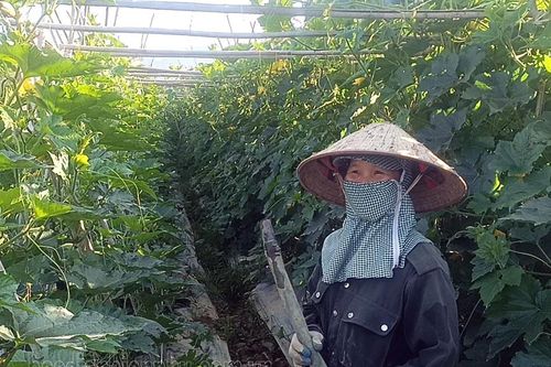 Nông dân Điện Biên chăm vụ rau tết