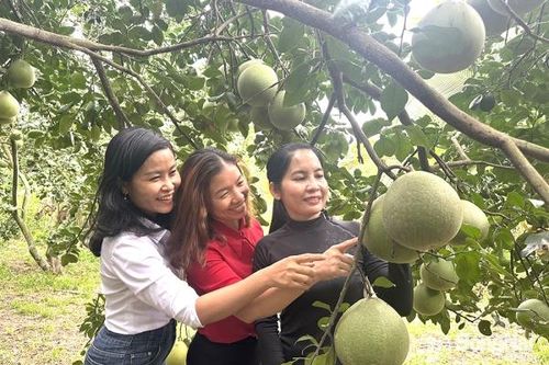 Phát triển nhiều mô hình du lịch canh nông