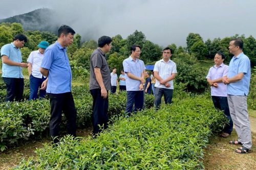 Nâng cao hiệu quả sản xuất và thu nhập cho nông dân