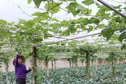 Vựa rau lớn nhất thành phố Lào Cai hồi sinh sau mưa lũ