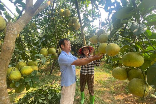 Trên 42 tỷ đồng hỗ trợ phát triển nông nghiệp, nông thôn
