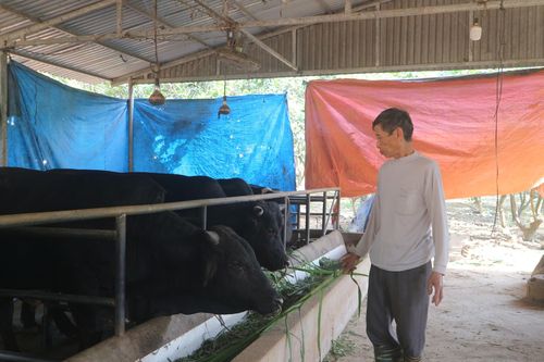 Bí thư Chi bộ người Dao làm kinh tế giỏi