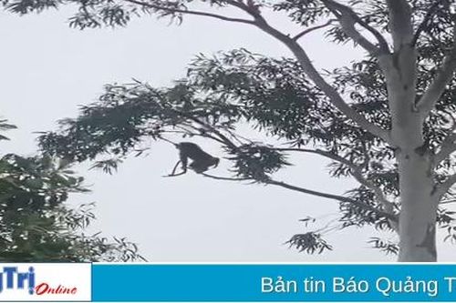 Cam Lộ: Xuất hiện cá thể khỉ hoang phá hoại tài sản và hoa màu của người dân