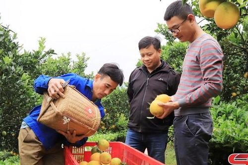 Phát triển nông nghiệp gắn với du lịch